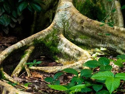 Resilience & Recovery - Ground & Regulate Nervous System