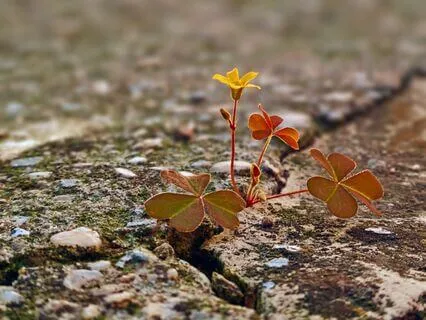 Resilience Rising: Finding Strength Beyond Sorrow