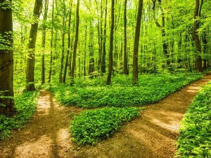 Resilience: Self Agency In Choosing How To Meet Life