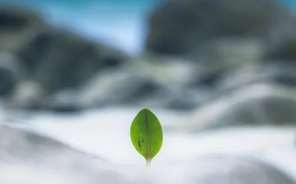 Resiliency – Addiction Recovery