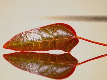 Resistance To Your Experience is Distrust