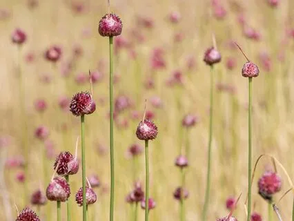 Resolve To Uphold Integrity