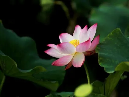 Resonance - The Massage & Reiki Sound Journey Collection