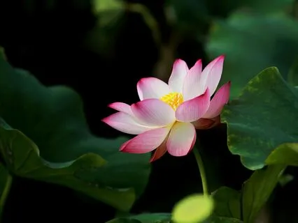 Reassurance - The Massage & Reiki Sound Journey Collection