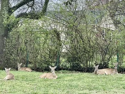 Resonant Guitar: A Feral Tennessee Morning