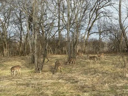 Resonant Guitar: Evening Frogs