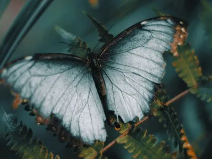 Resource Allocation Defined • No Music • V3.1