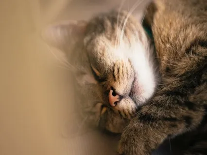 Resource Tapping: Calm & Peaceful Person