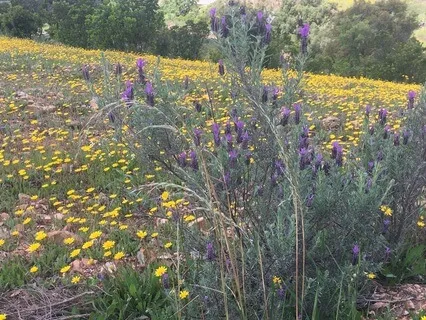 Respiração Consciente