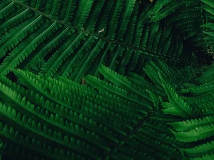 Respite From COVID anxiety