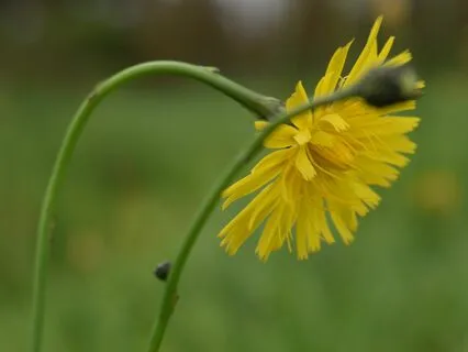 Rest - A Gentle Lullaby For Finding Peace And Safety