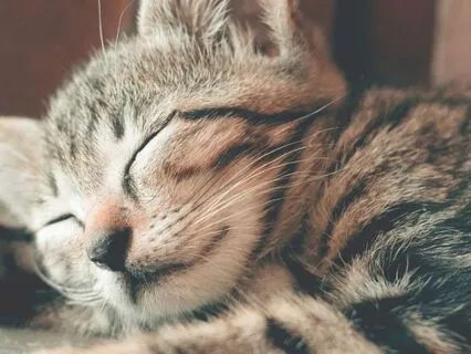 Rest And Nourishment With Red Rubi Light