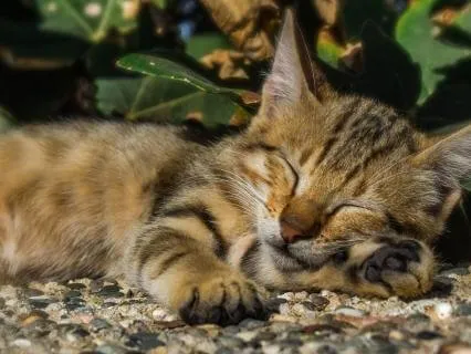 Rest And Repair | Healing Yoga Nidra
