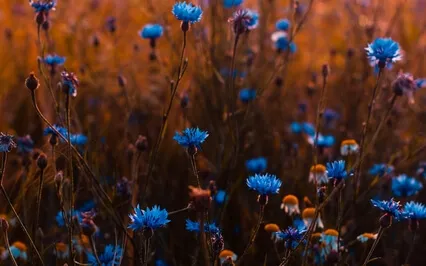 Rest & Tranquility: Drones For Peace