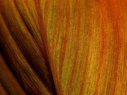 Rest As I Am: A Practice Of Presence