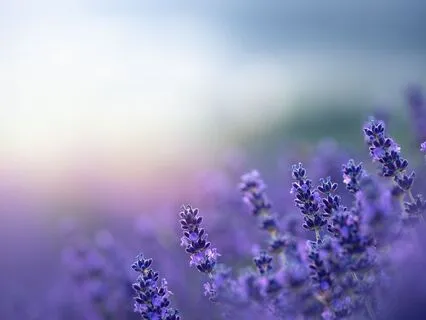 Rest - Beginner-friendly Meditation Series