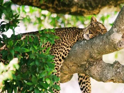 Rest Deeply And Heal