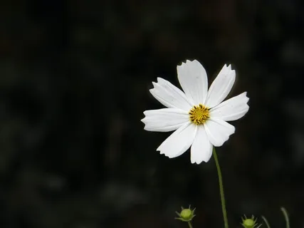 Rest Easefully, Sleep Peacefully