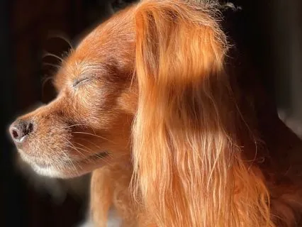Rest Easy, Little One: Gentle Calming For Dogs