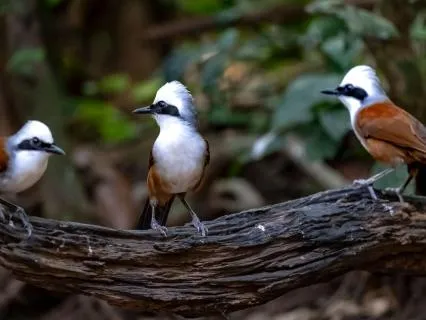 Rest Easy With Soft Piano And Bird Song