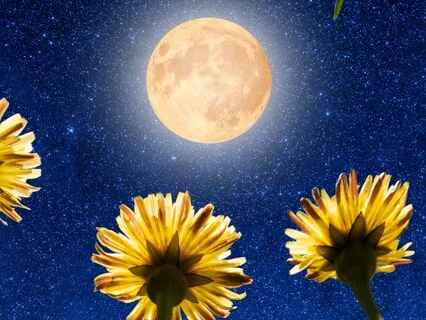 Rest In The Glow Of The Full Moon