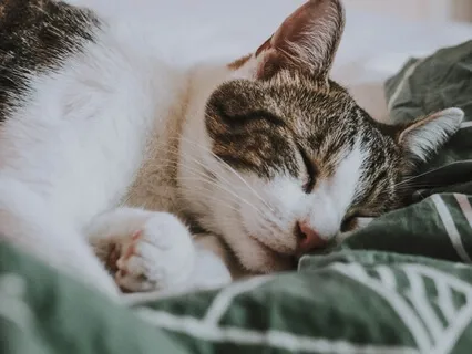 Rest In The Present - 10 Min Embodied Letting Go Meditation