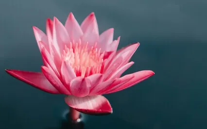 Rest In Your Natural Being