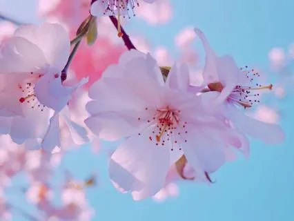 Rest In Yourself As Pure Presence