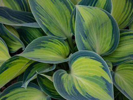 Rest The Mind And Relax The Body | Yoga Nidra