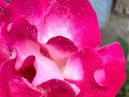 Rest With The Rose - Relax And Renew