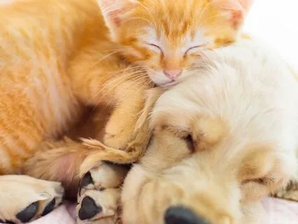 Restful Affirmations To Fall Asleep To