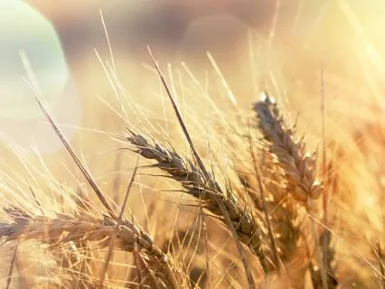 Restful and Peaceful Background Binaural Music