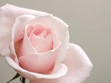 Restful Compassion | Breathing & Metta Meditation | 18 Mins