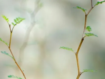 Restful Heart Intuitive Mindfulness Meditation