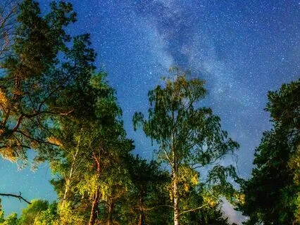 Restful Mind: Sleep With Ease