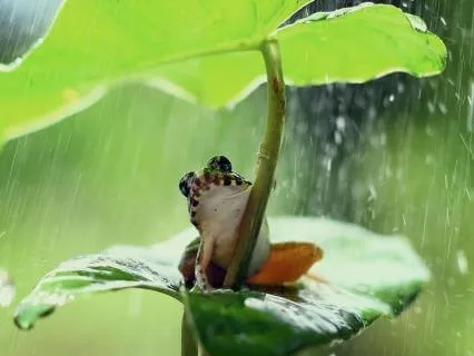 Restful Rainy Day | A Gentle Ambient Soundscape