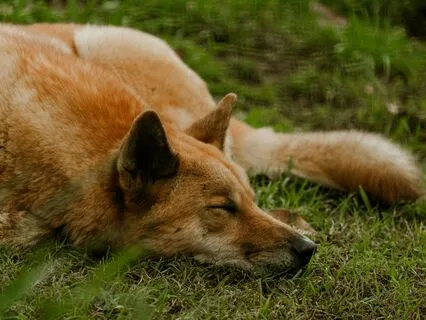 Restful Reflection  | The Calm Sleep Lofi Beat Collection