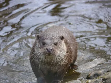 Restful Reset - Encounters In Nature- The Otter