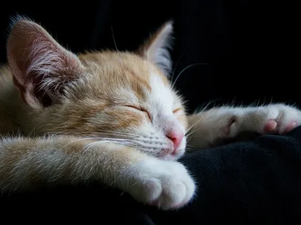 Restful Sleep Meditation