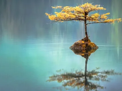 Resting As Awareness: A Foundational Meditation