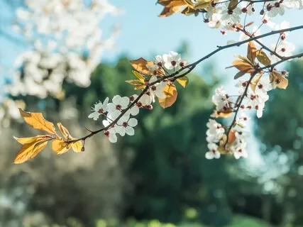 Resting As The Witness Of The Present Moment