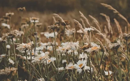 Resting Awareness Through The Breath And Body