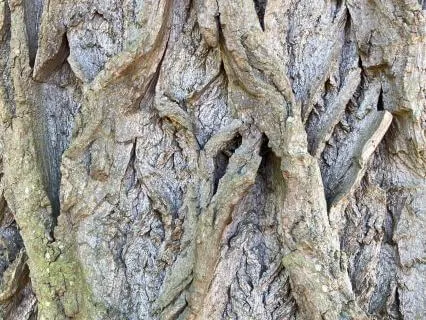 Resting Back And Down: Mindfulness Of Body