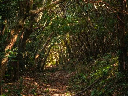 Resting Beneath The Canopy