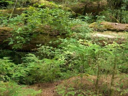 Resting Earth
