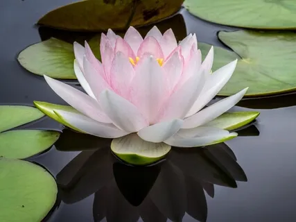 Resting In Aliveness