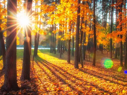 Resting In Awareness