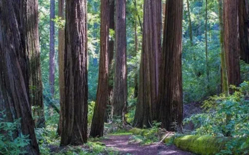 Resting In Awareness Of Being