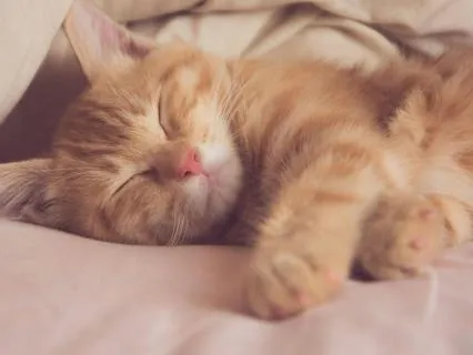 Resting In Divine Compassion | 10 Minute Sleep Meditation