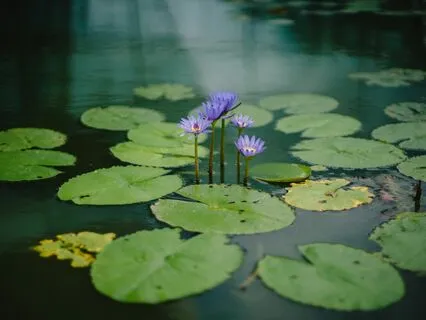 Resting In Love, As Love